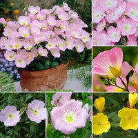 Mixed Oenothera Flower Seeds for Planting - 100 pcs