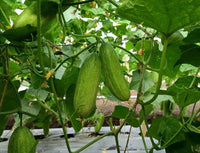 Cucumber Seeds – Fresh Garden Cucumber Variety for Home Vegetable Growing