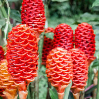 Perennial Ginger Herb Seeds