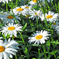 Shasta Daisy flower seeds for garden planting
