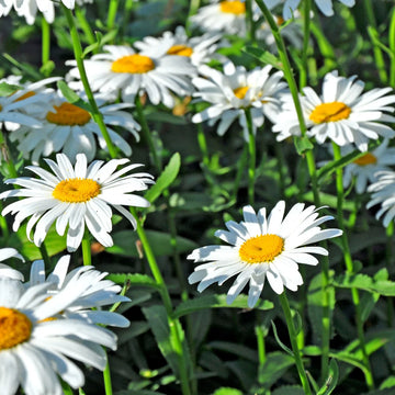 Shasta Daisy flower seeds for garden planting