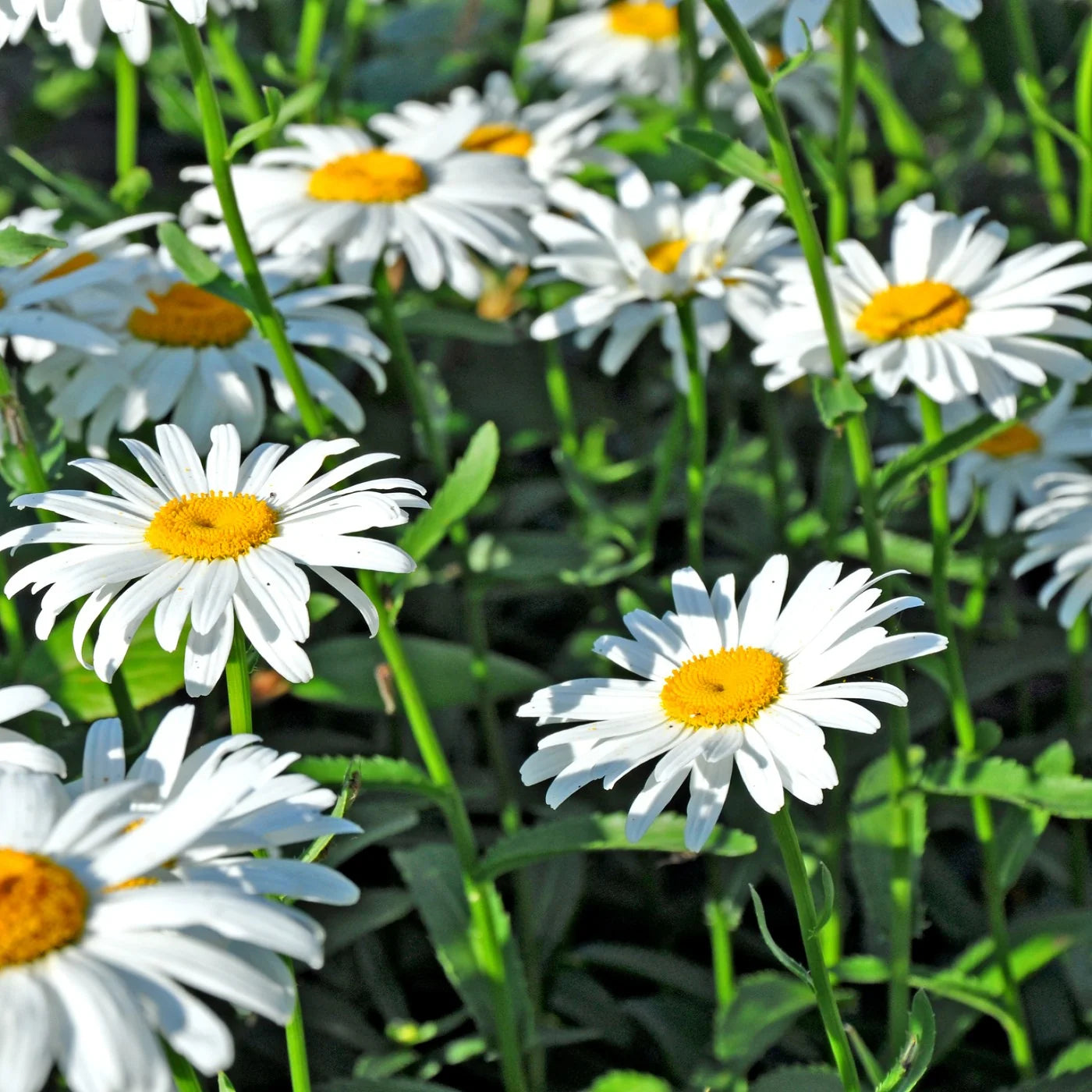 Shasta Daisy flower seeds for garden planting
