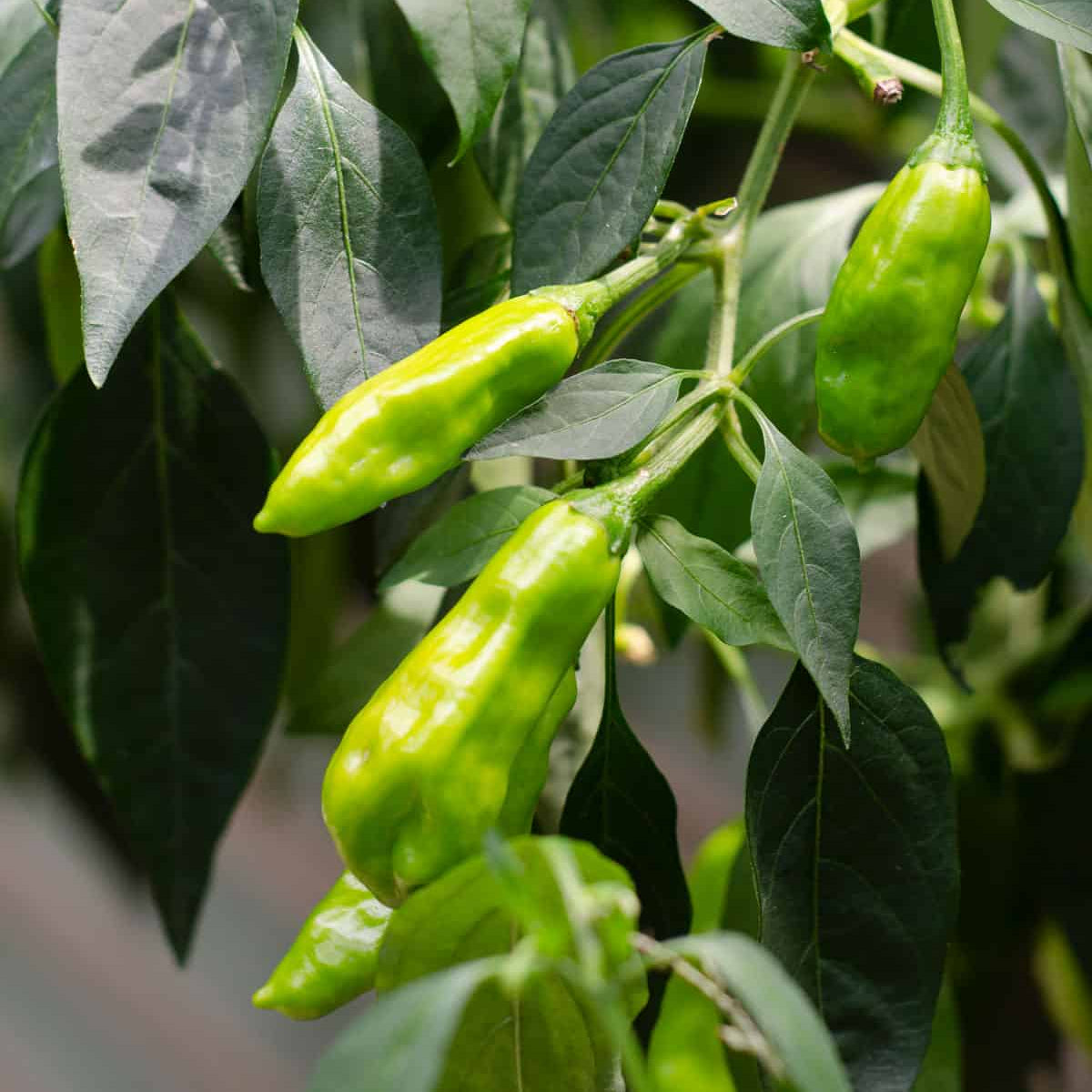 Shishito Peppers Seeds for Planting heirloom & Non-GMO Seeds