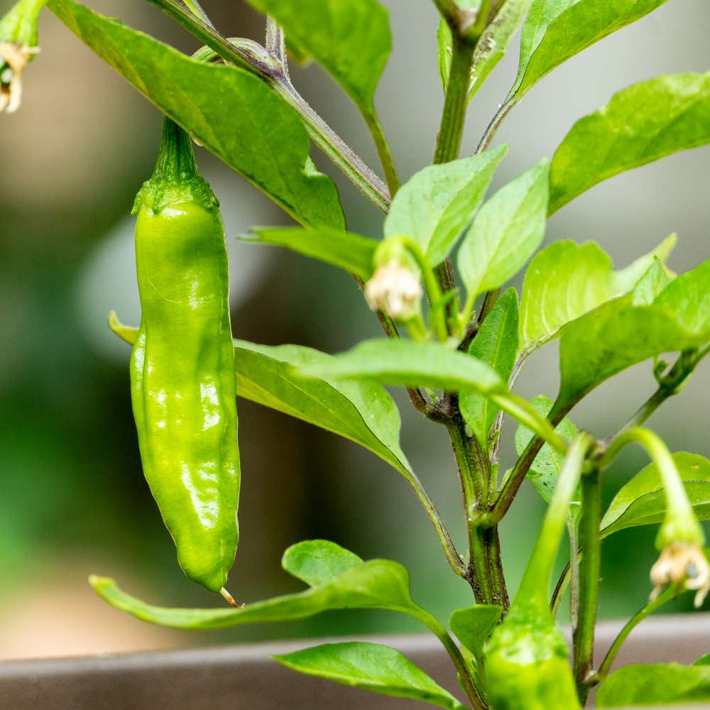 Shishito Peppers Seeds for Planting heirloom & Non-GMO Seeds