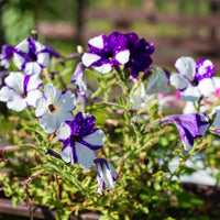 Shock Wave Tie Dye Purple Petunia Flower Seeds for Planting - Heirloom, NON-GMO, Easy to Grow