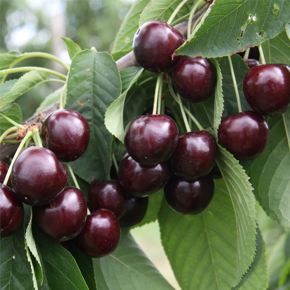 Black Cherry Fruit Seeds