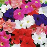 Mix Petunia Flower Seeds for Garden Planting - Beautiful Flower Seeds for Home Garden, GMO Free