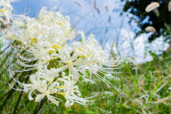 Heirloom Non-GMO Lycoris Radiata Flower Seeds for Planting – Red Spider Lily Perennial Blooms