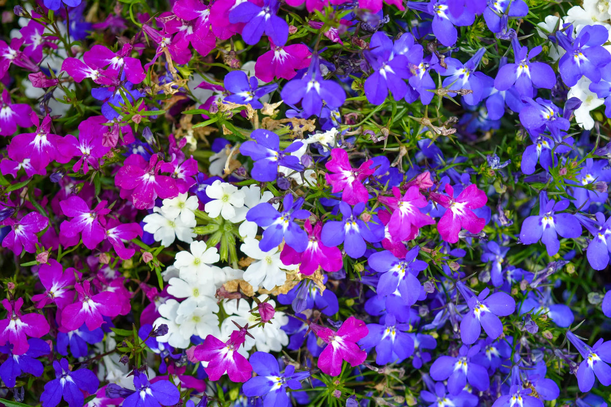 Cascading lobelia blooms growing in a decorative garden container.