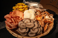 Mixed Mushroom Seeds for Planting - 100 Pcs pcs
