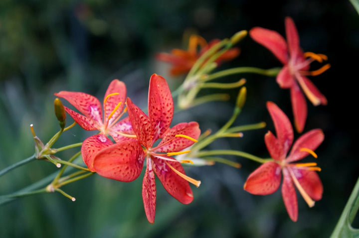 Red Leopard Flower Seeds for Planting - NON GMO Seeds