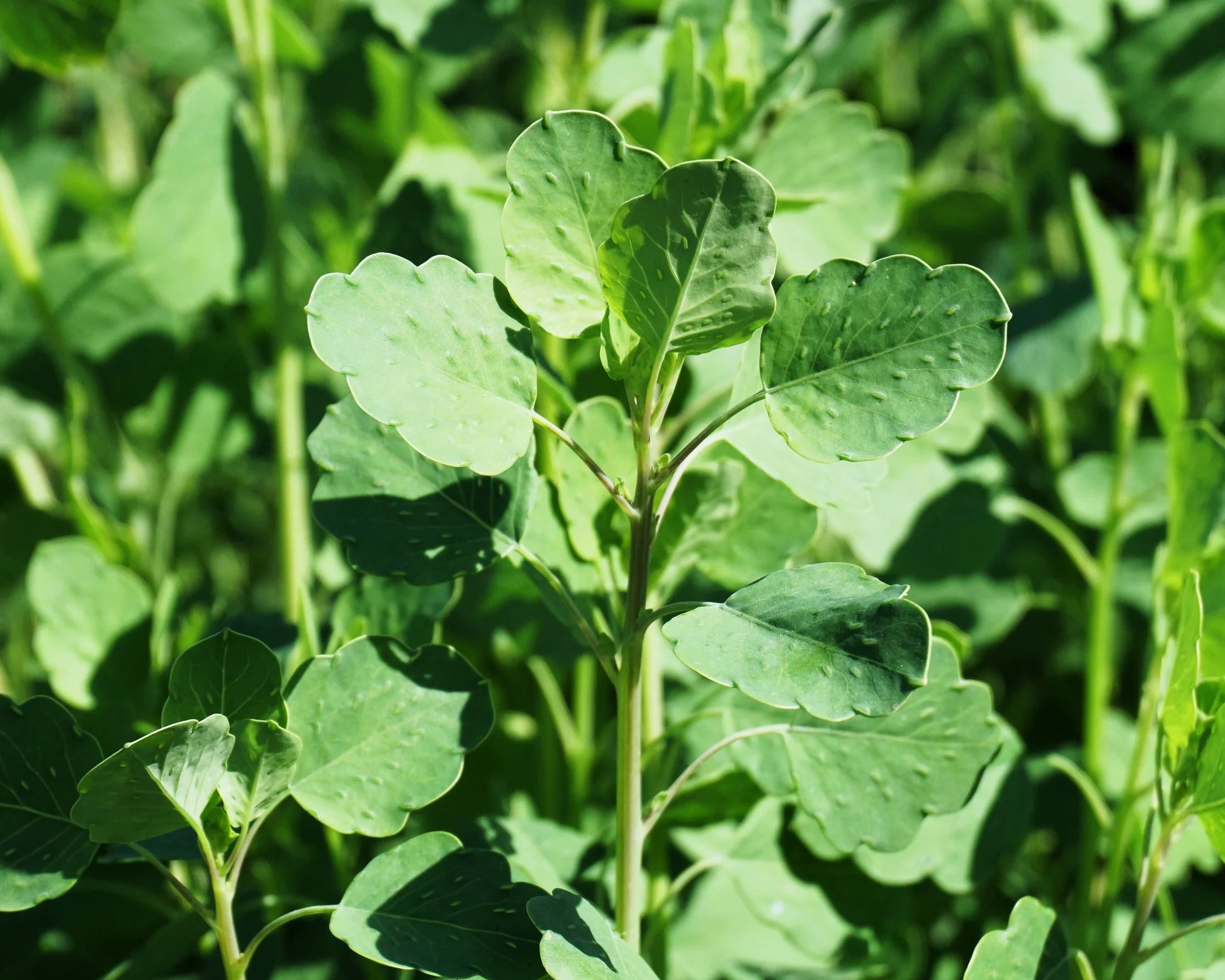 Papaloquelite herb seeds for planting in home gardens and raised beds.