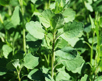 Papaloquelite herb seeds for planting in home gardens and raised beds.