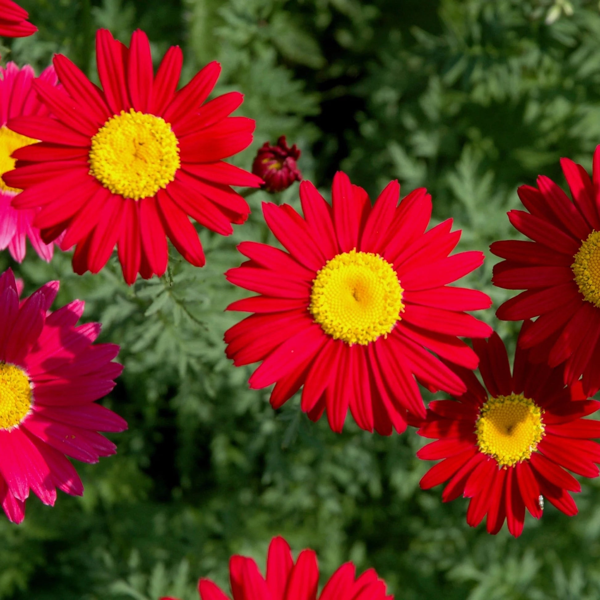 Chrysanthemum Robinson's Flower Seeds Heirloom Non GMO Planting - 100 pcs