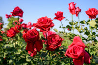 Rose Flower Seeds for Planting – Heirloom, Non-GMO Seeds for Beautiful Garden Blooms - Flower for planting in home garden