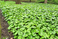 Canadian Wild Ginger Herb Seeds