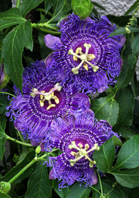 Heirloom Non-GMO Passion Flower Passiflora Seeds for Planting – Exotic Climbing Vine Blooms