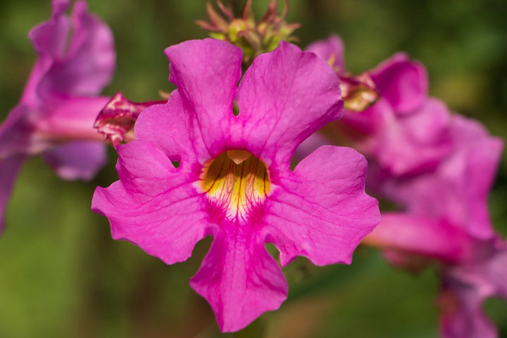 Incarvilla Flower Seeds for Planting â€“ NON GMO Seeds