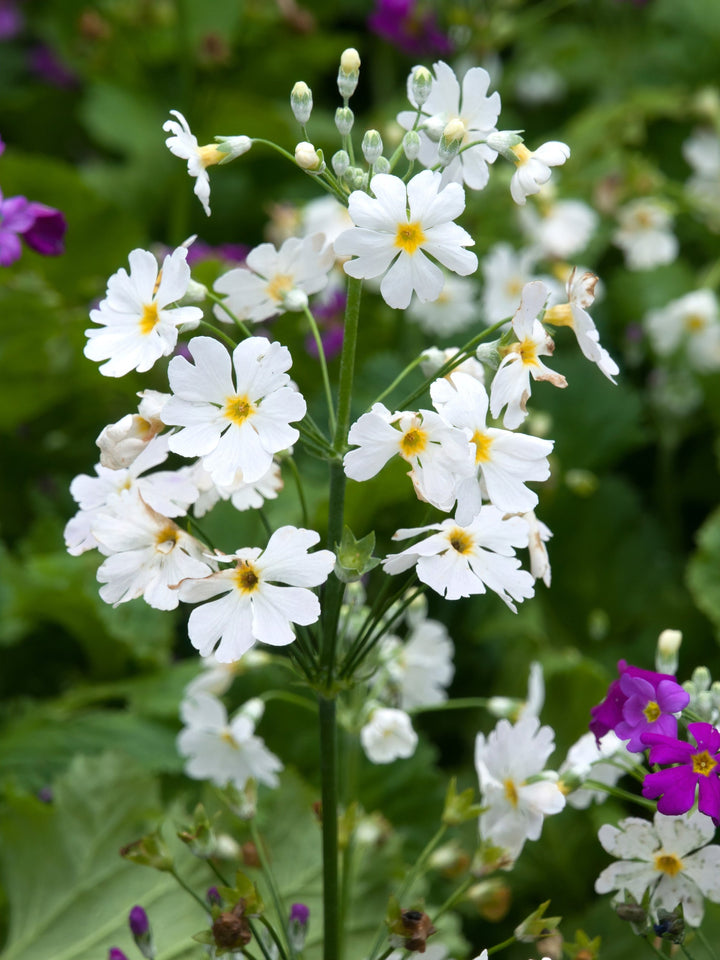 Heirloom Non-GMO Primula Malacoides White Yellow Flower Seeds ƒ?? Charming Blooms for Garden Planting