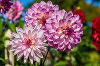 Dahlia tubers planted in an outdoor garden bed