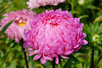 Pink Peony Aster flowers blooming in a sunny garden bed.