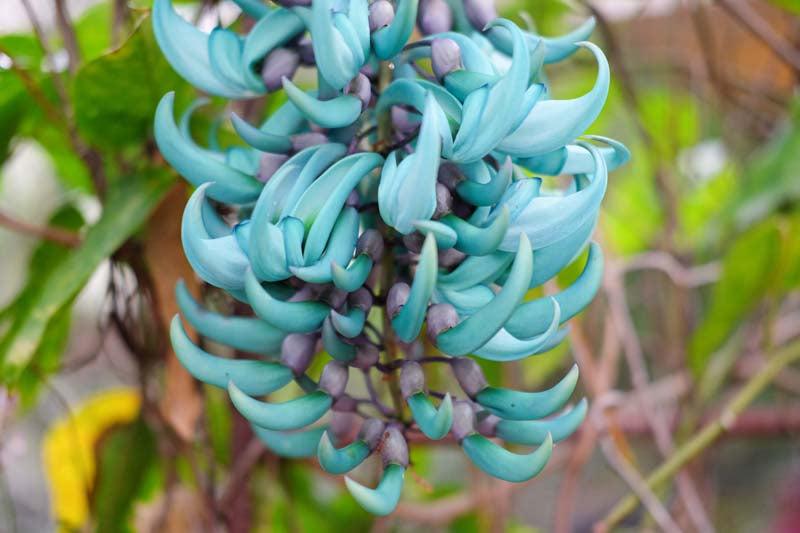 Strongylodon Flower Seeds for Planting ƒ?? Organic, Heirloom, Non-GMO Jade Vine Seeds