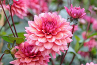 Perennial Dahlia flowers adding vibrant color to an outdoor garden display

