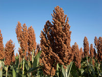 Mennonite Sweet Cane Sorghum Seeds for Home Garden Planting | Heirloom Non-GMO