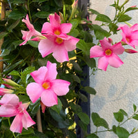 Mixed Mandevilla Sanderi Flower Seeds for Planting - Heirloom and GMO Free Seeds for Home Garden