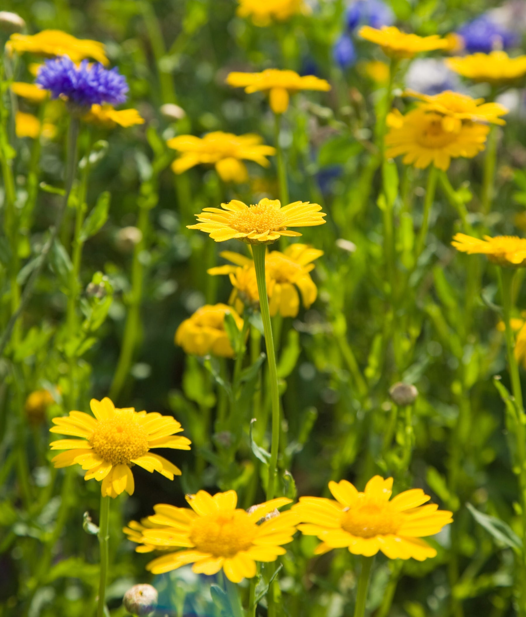 Heirloom Non-GMO Marigold Chrysanthemum Flower Seeds for Planting – Bright Seasonal Garden Blooms