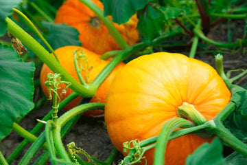 Yellow Jamaican Pumpkin Cucurbita moschata for planting in home garden