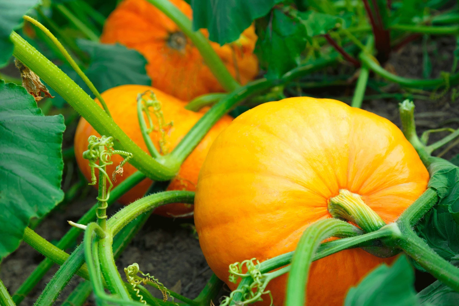 Yellow Jamaican Pumpkin Vegetable Seeds for Planting - heirloom & Non-GMO Seeds