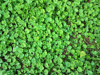 Heirloom Non-GMO Dichondra Ground Cover Plant Seeds for Planting – Lush Low-Growing Foliage for Gardens