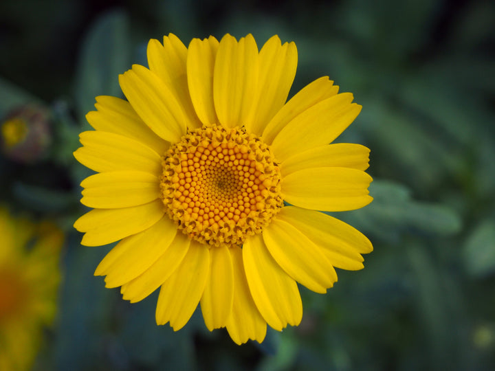 Heirloom Non-GMO Marigold Chrysanthemum Flower Seeds for Planting – Bright Seasonal Garden Blooms