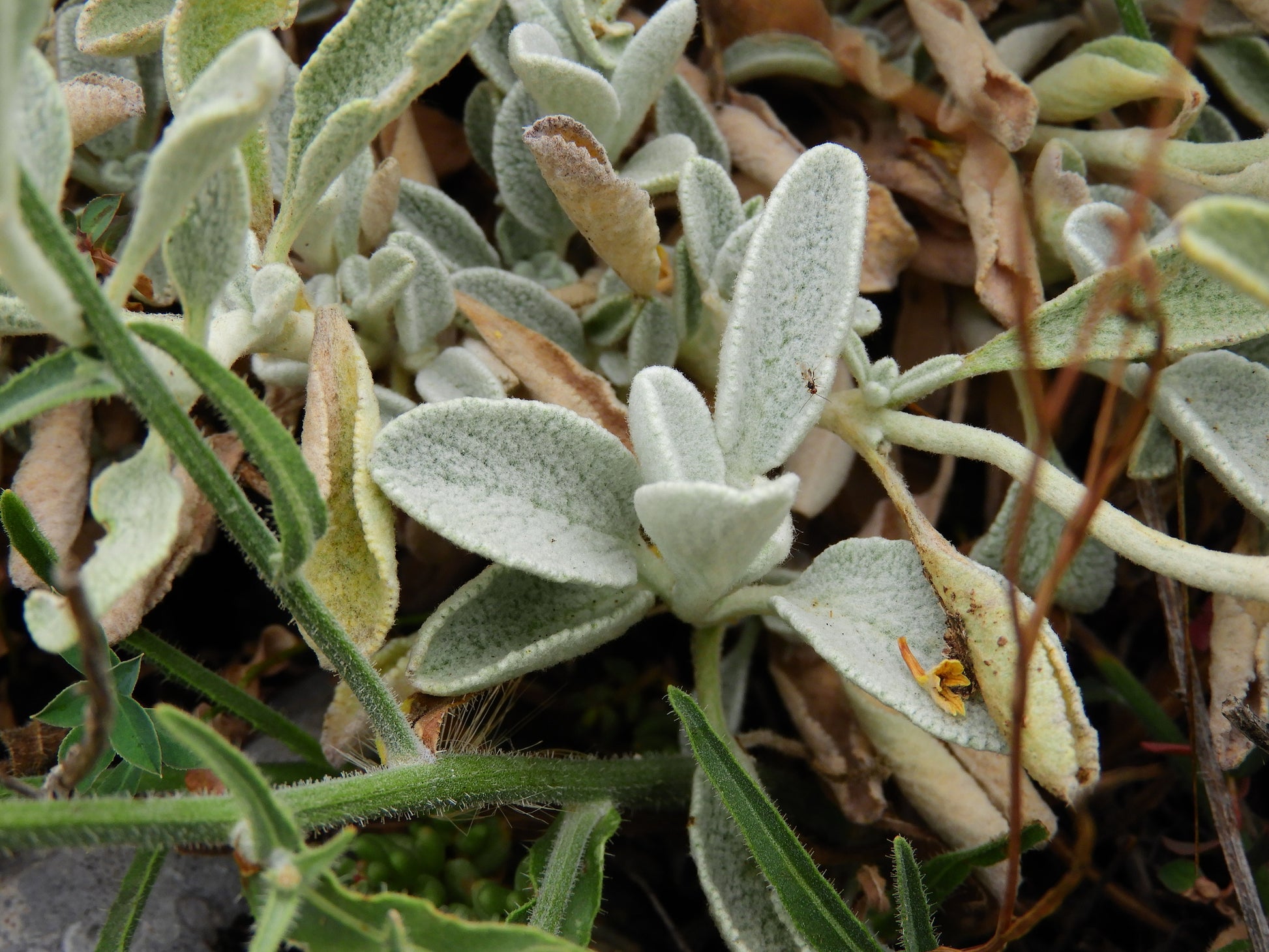 Sideritis Scardica herb seeds suitable for home gardens and container planting