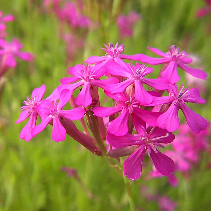 Radiata Orchid Flower Seeds – Heirloom, Non-GMO Flower Seeds for Planting