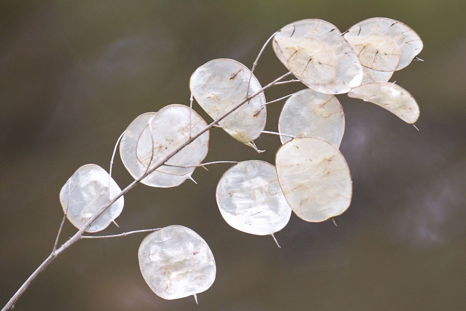 Silver Dollar Money Plant Lunaria flower seeds for planting