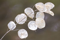 Silver Dollar Money Plant Lunaria flower seeds for planting