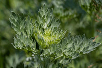 Absinthe Wormwood Seeds for Planting,Aromatic Gardens ? Fresh Herb for Your Garden