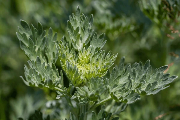 Absinthe Wormwood Seeds for Planting,Aromatic Gardens ? Fresh Herb for Your Garden