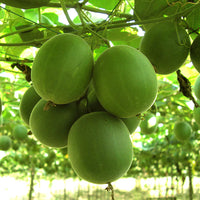 Siraitia grosvenorii fruit seeds suitable for raised beds and containers.