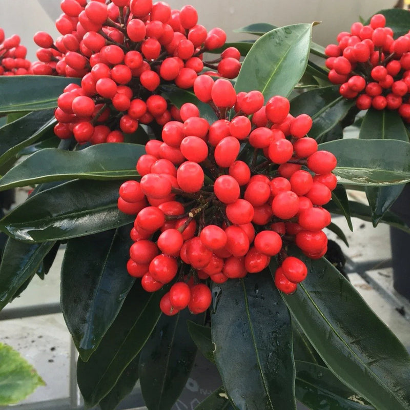 Skimmia Plant Seeds Heirloom Non GMO Planting - 100 pcs