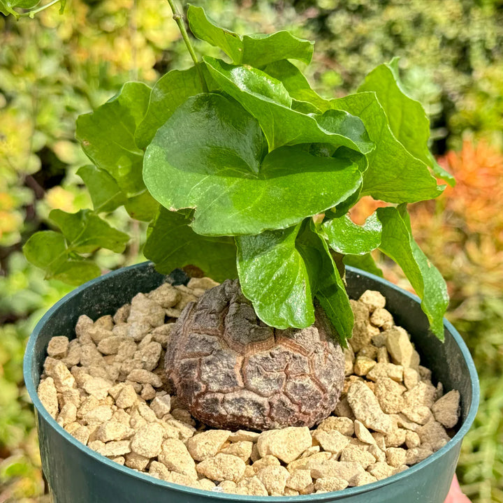 Dioscorea Elephantipes Yam Seeds for Planting - NON GMO Seeds
