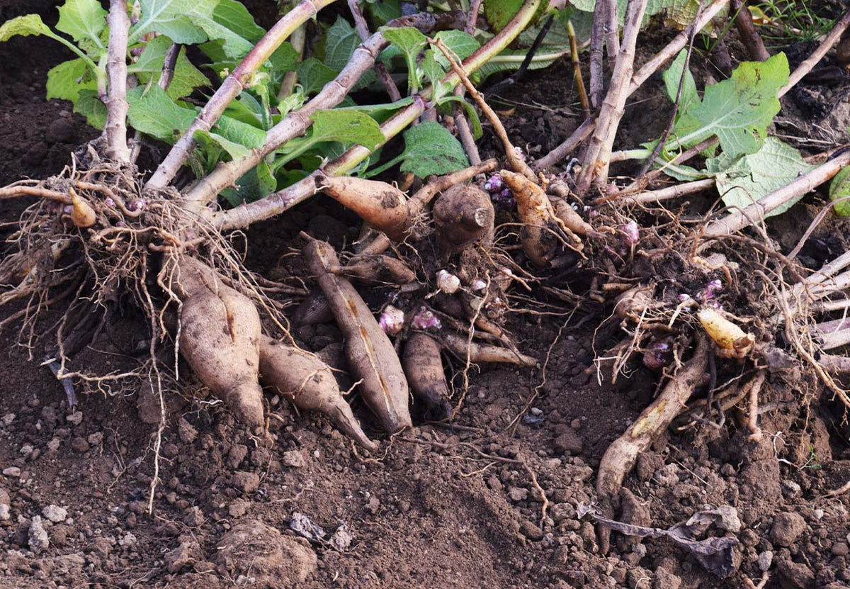 Smallanthus sonchifolius seeds suitable for kitchen gardens and containers.