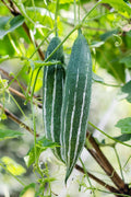 Trichosanthes Cucumerina Vegetable Seeds for Planting heirloom & Non-GMO Seeds
