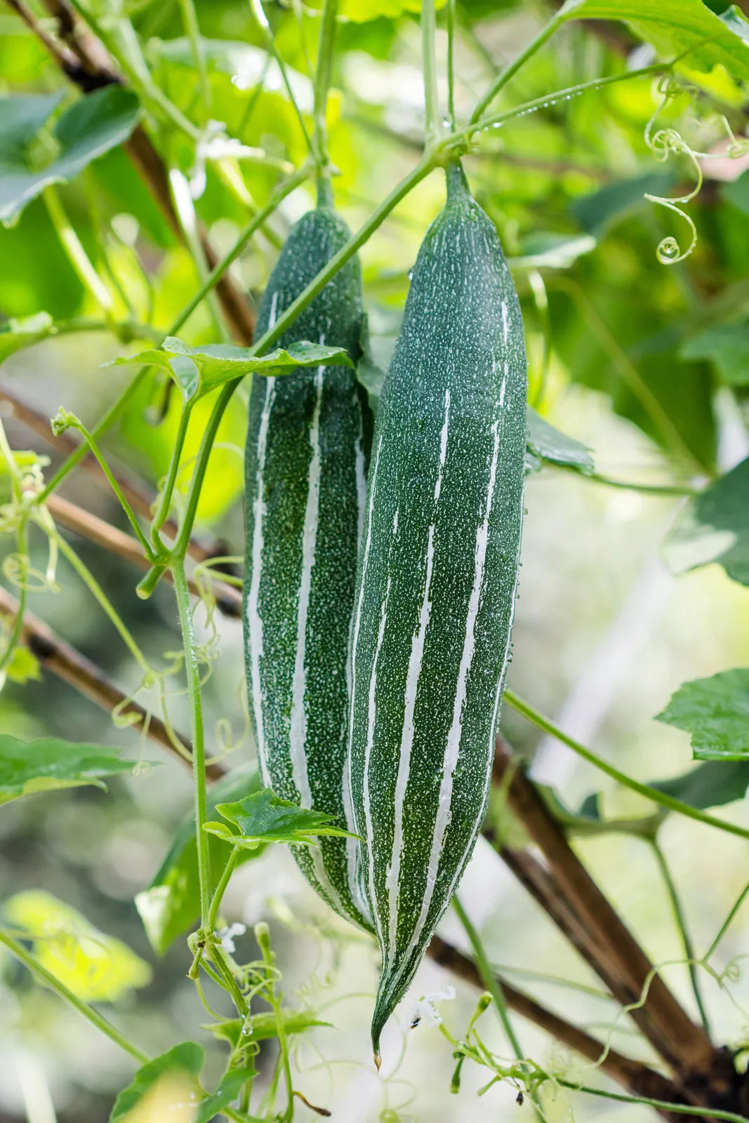 Trichosanthes Cucumerina Vegetable Seeds for Planting heirloom & Non-GMO Seeds