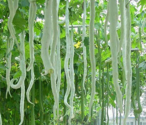 White Long Snake Gourd Trichosanthes cucumerina seeds for home garden