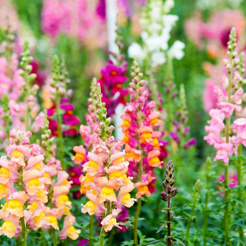 Heirloom Antirrhinum Majus Flower Seeds, Non-GMO, Snapdragon Blooms for Garden Borders