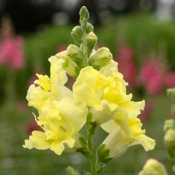 Lemon Sherbet Snapdragon Seeds for Planting - Grow Beautiful Snapdragon Flowers at Your Home - Sherbet for planting in home garden