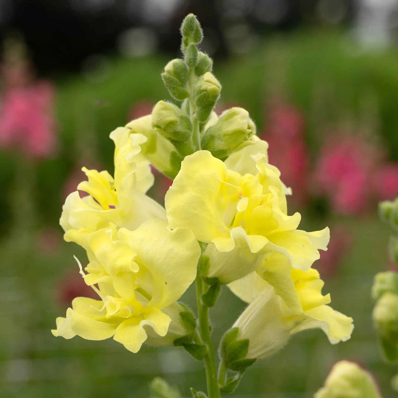Lemon Sherbet Snapdragon Seeds for Planting - Grow Beautiful Snapdragon Flowers at Your Home - Sherbet for planting in home garden